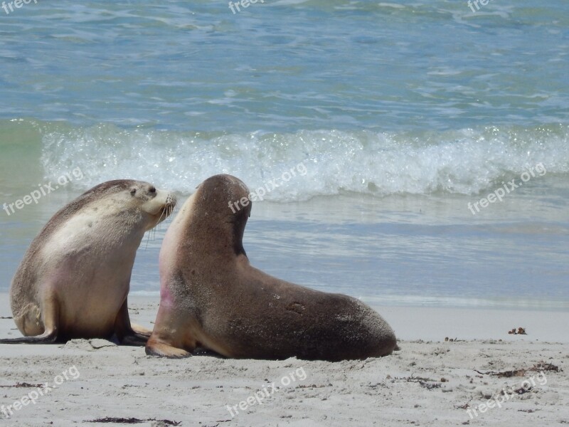 Seal Beach W Wildlife Free Photos