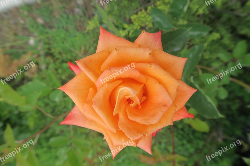 Rose Orange Roses Nature Free Photos