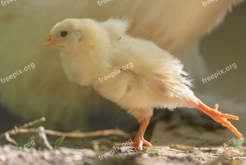 Chick Gallinacé Animal Poultry Garden