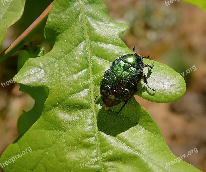 Insect Green Beetle Nature Worm Free Photos