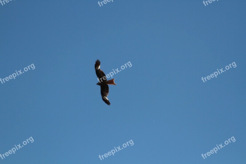 Red Kite Raptor Bird Of Prey Milan Nature