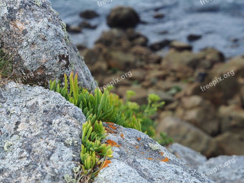 Stones Water Simplicity Nature Free Photos