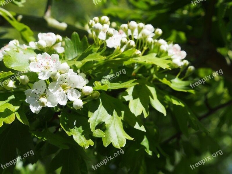 Hawthorn Blossom Nature Free Photos