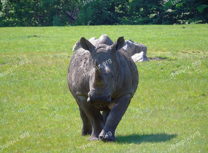 Rhino Animal Wild Zoo Wildlife