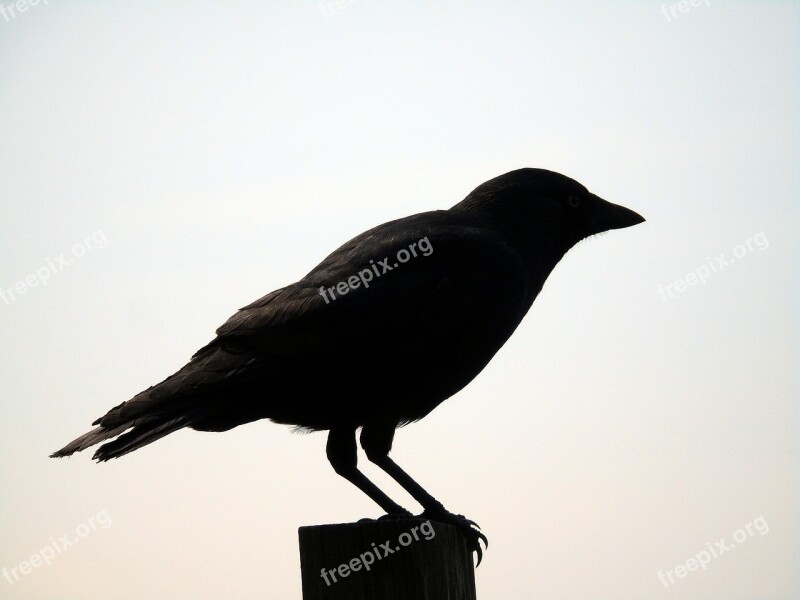 Crow Silhouette Black Bird Nature