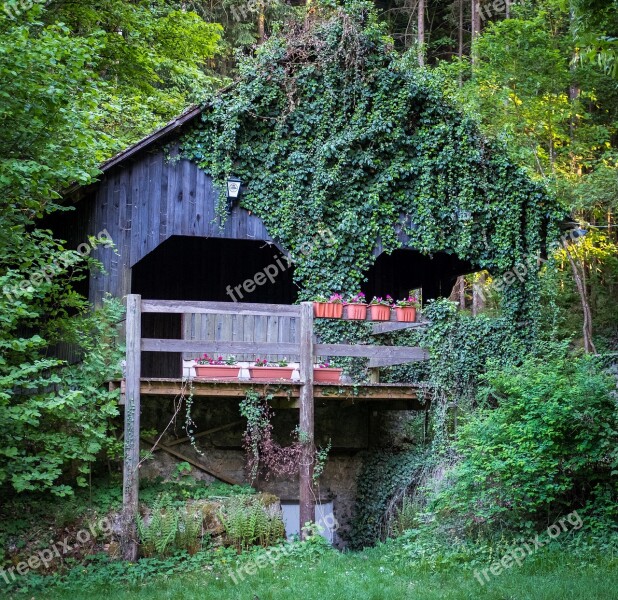 House Forest Overgrown Hut Nature