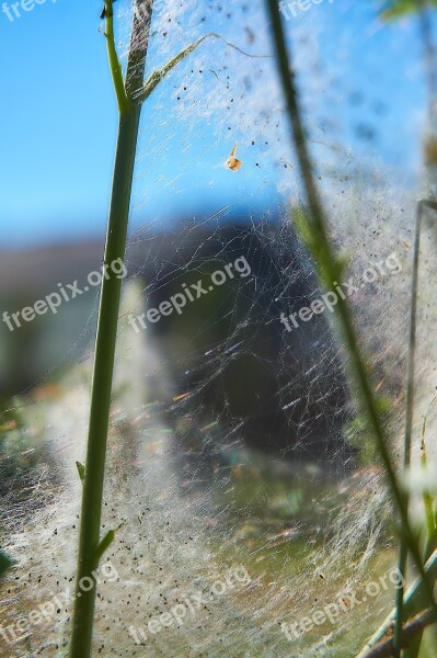 Ermine Bud Moth Track Web Harmless