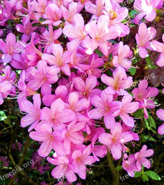 Rhododendron Azalea Spring Flowers Colorful