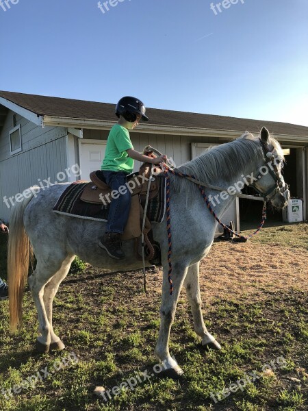 Mammal Cavalry Horse Farm Seated