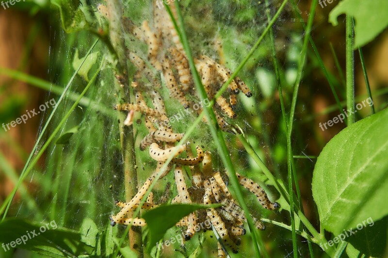 Ermine Bud Moth Track Web Harmless