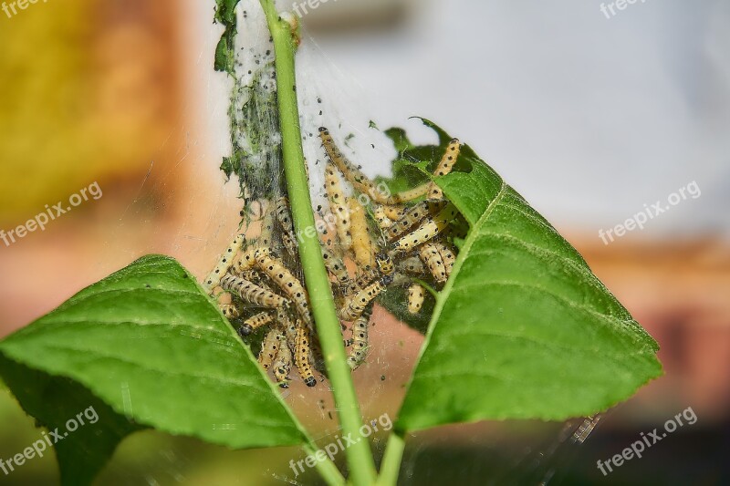 Ermine Bud Moth Track Web Harmless