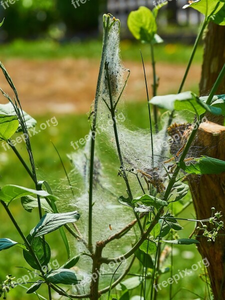 Ermine Bud Moth Track Web Harmless