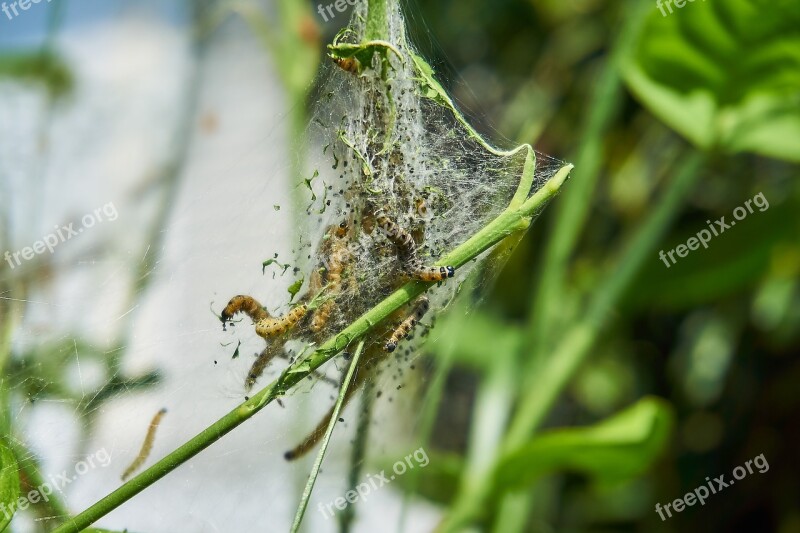 Ermine Bud Moth Track Web Harmless