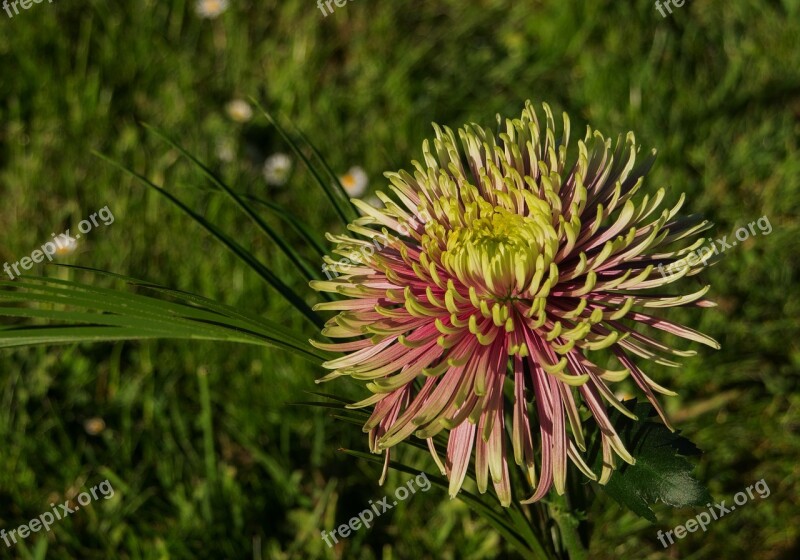 Flower Blossom Bloom Star Flower Green