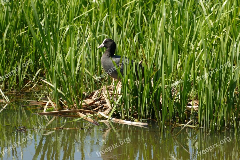 Coot Bird Fauna Nest Young