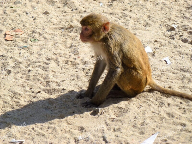 Monkey Burma Animal Nature Fauna