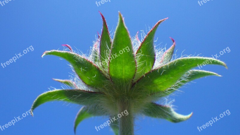 Plant Flower Flowers Flower Garden Summer Flowers