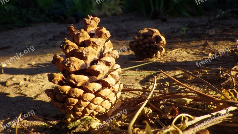 Cone Pine Crop Wood Pine Cone