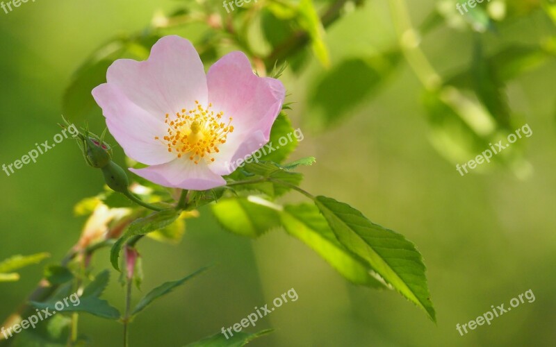 Nature Flowers Brambles Close Up Spring