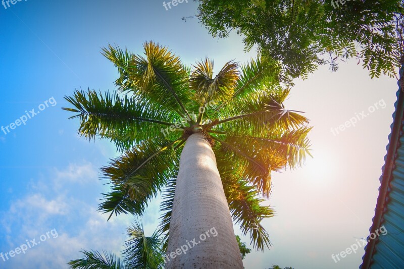 Tree Plant Wildlife Green Environment