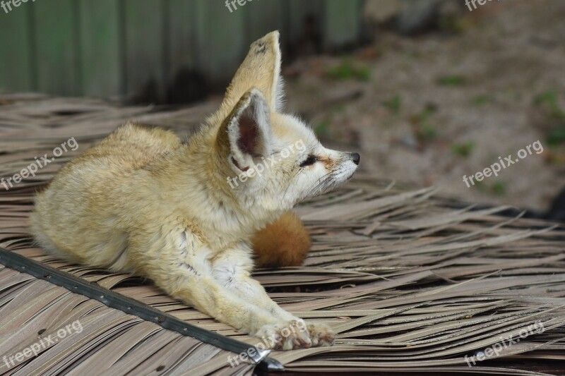 Desert Fox Zoo Animal Cute Free Photos