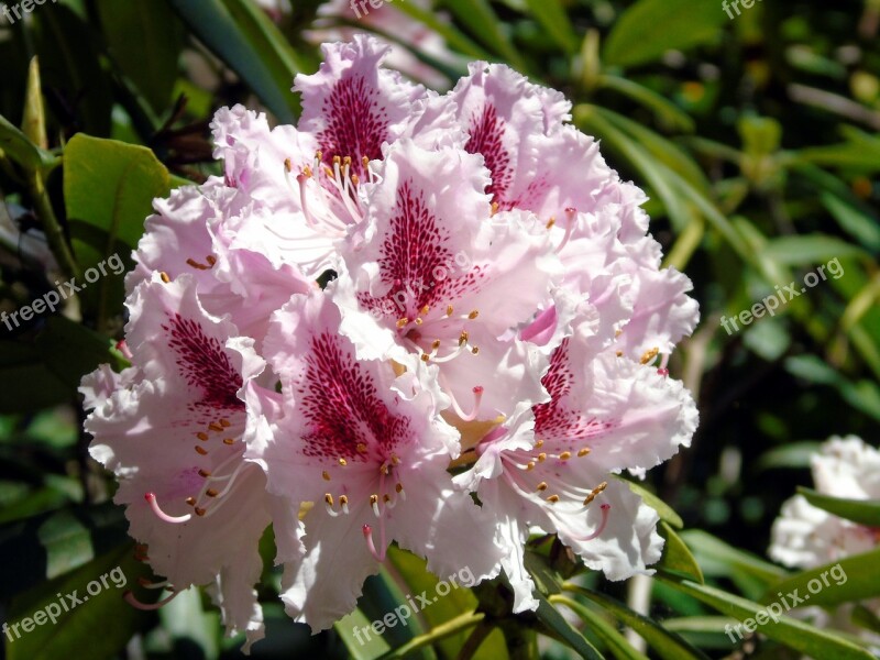 Camellia Flower Bloom Garden Floral