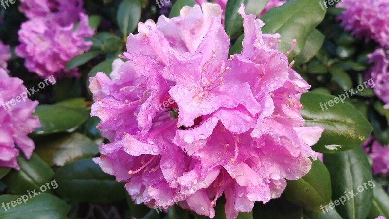 Rhododendron Flower Spring Purple Dew On Rhododendron Free Photos