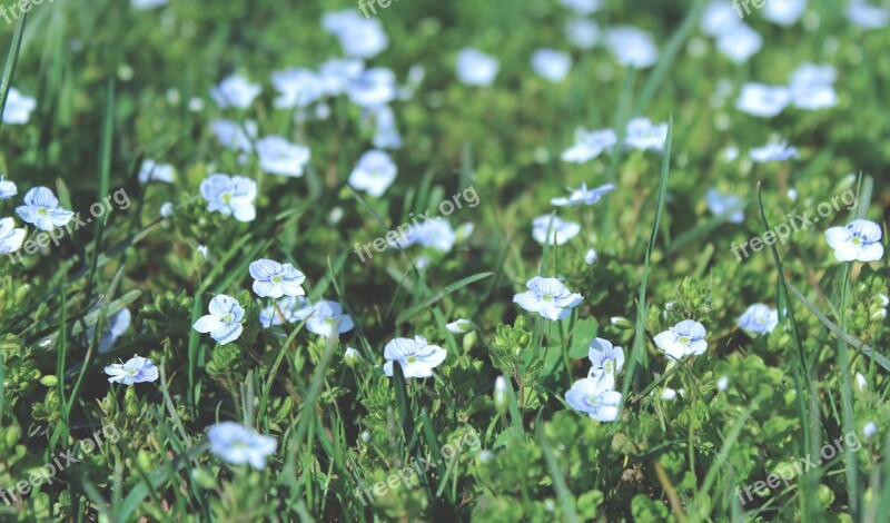 Flowers Of The Field Spring Spring Flowers Grass Little Flowers