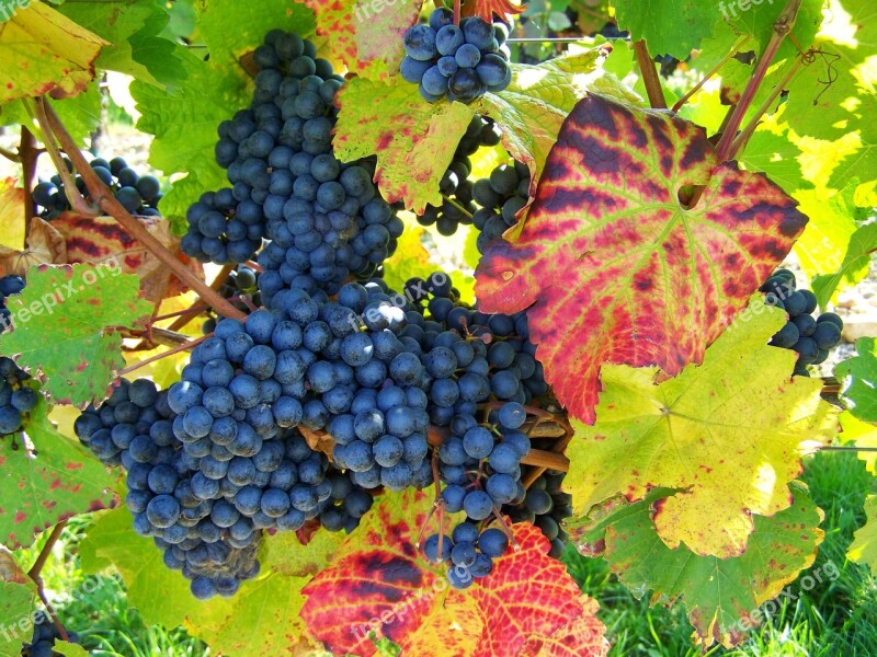 Red Grapes Ripe Fruit Autumn Colors Free Photos