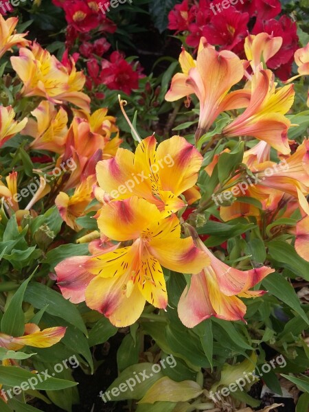 Lilac Peruvian Alstroemeria Flower Flowers Petal