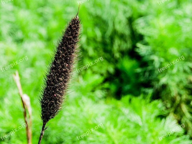 Yard Outdoor Garden Green Natural