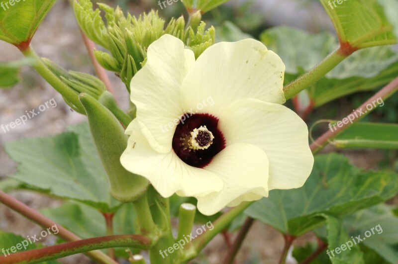 Okra Vegetable Crop Ladies Fingers Green Seed Pod Seed Pod