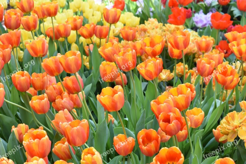 Tulip Flowers Nature Spring Flowers Handsomely