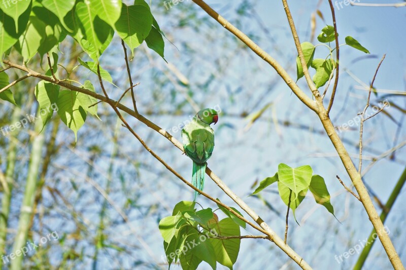 Indian Parrot Green Parrot Free Photos