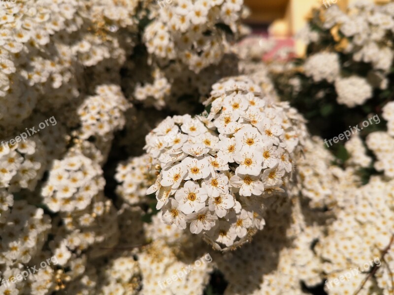 Nature Plant Flower In The Free Season