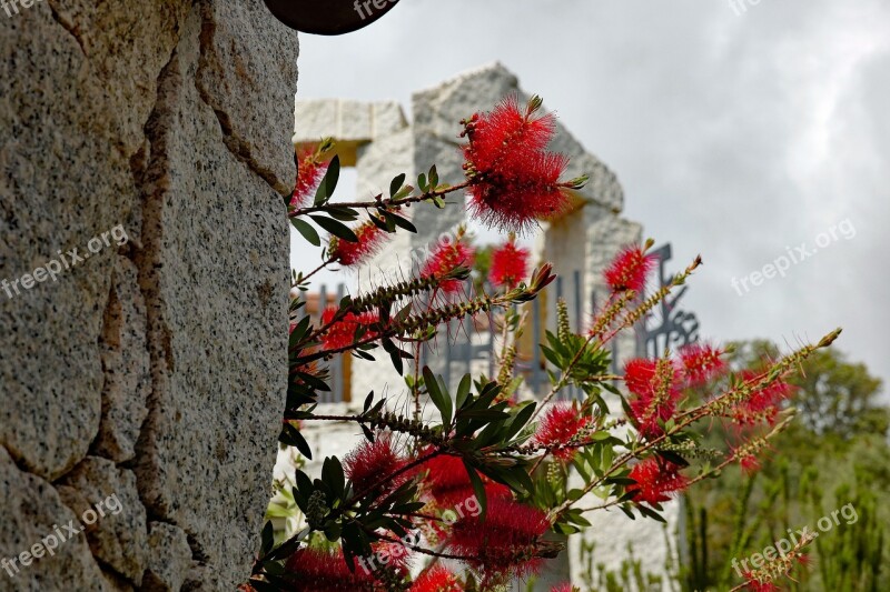 Bottlebrush Callistemon Citrinus Nature Red Flower