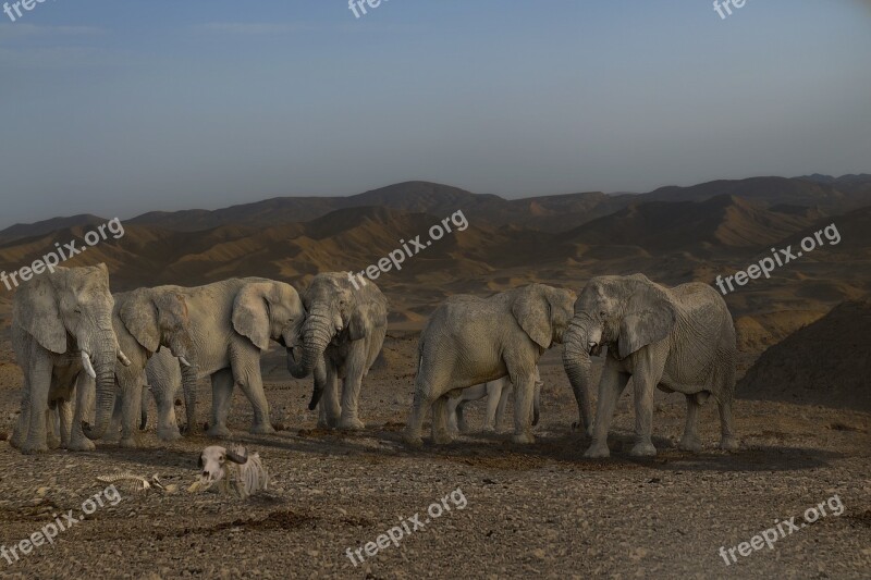 Elephant Pachyderm Elephant Boy Tusks African Bush Elephant