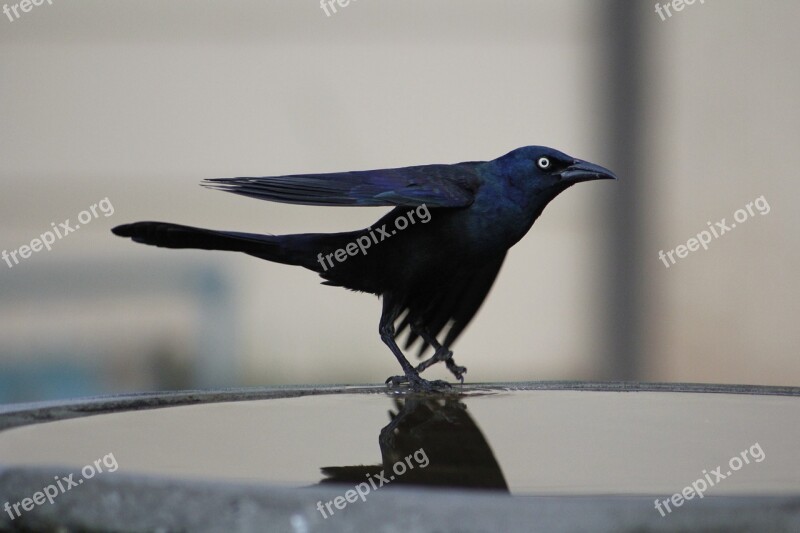 Common Grackle Bird Grackle Nature Wildlife