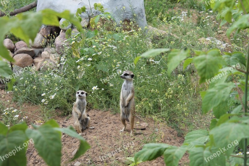 The Meerkats Zoo Moscow Zoo Free Photos