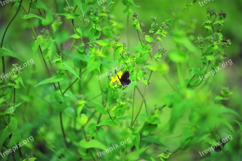 Small Flowers Small Butterfly Nature Free Photos