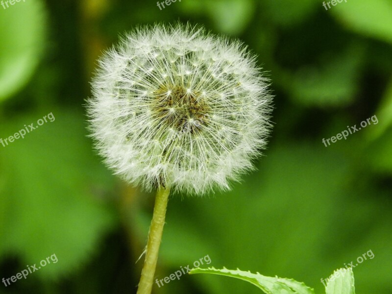 Beautiful Nature Spring Flower Dandelion