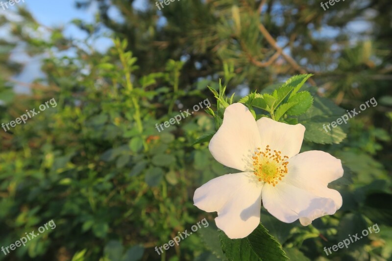 Spring Rosehip Flower Leaves Free Photos