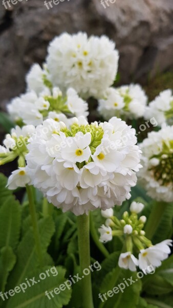 Flower Kuleprimula Our Plant In The Spring Of