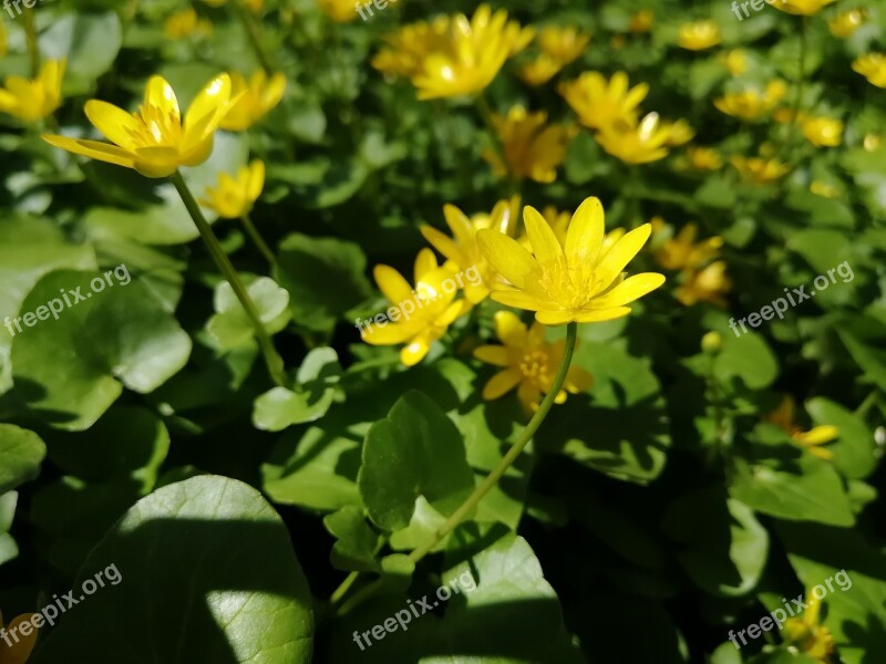 Forest Flower Nature Spring Russian Forest