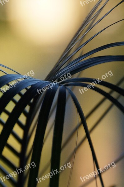 Fonds Spikes Leaves Flora Leaf