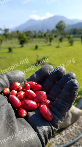 Mysterious Fruit Glove Farmer Fruit Gain