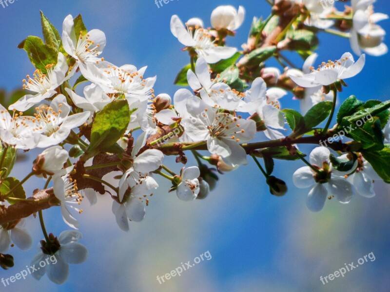 Flower Tree Flowering Tree Pink Flower Apple-blossom