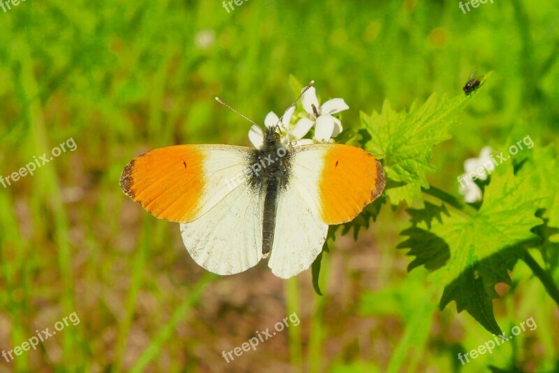 Animals Invertebrates Butterfly Day Nature The Environment