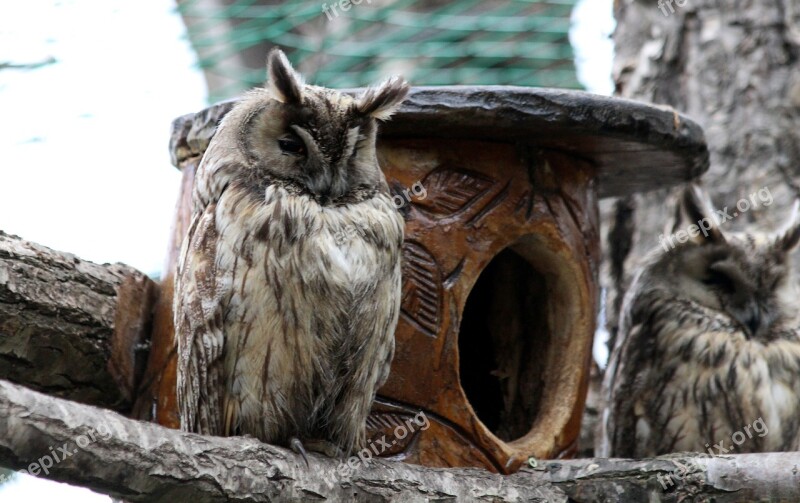 Owl Asio Otus Long-eared Owl Predator Bird