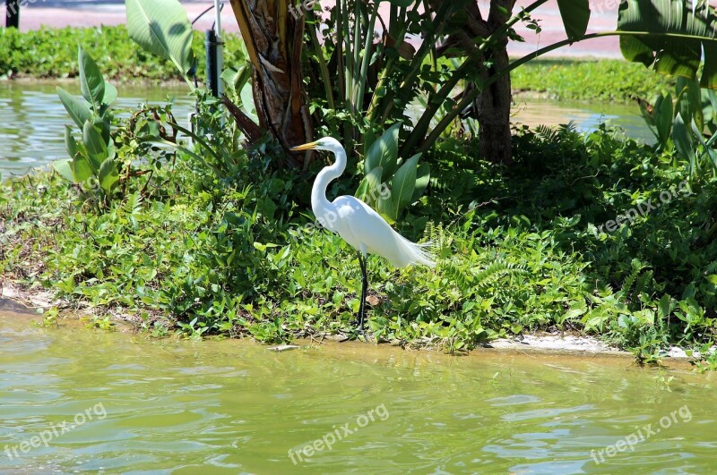 Heron Ardea Alba Egret Not Man Wild